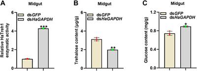 The uncommon function and mechanism of the common enzyme glyceraldehyde-3-phosphate dehydrogenase in the metamorphosis of Helicoverpa armigera